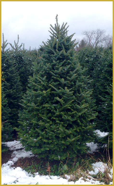 6 ft. Real Christmas Tree Delivered to your Door | Real Christmas Trees ...