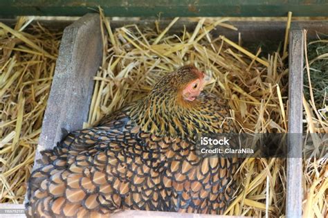 Breeding Chicken American Wyandots Stock Photo - Download Image Now - Agriculture, American ...