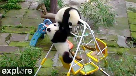 Pandorable! Funniest, cutest, epic panda compilation taken from our live cams. - YouTube