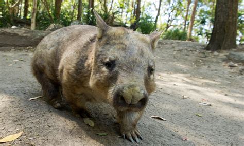 Two of Australia’s three wombat species under threat from killer disease | Focusing on Wildlife