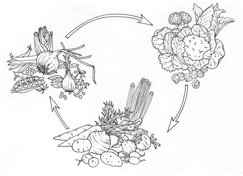 Crop rotation plan - Lizzie Harper