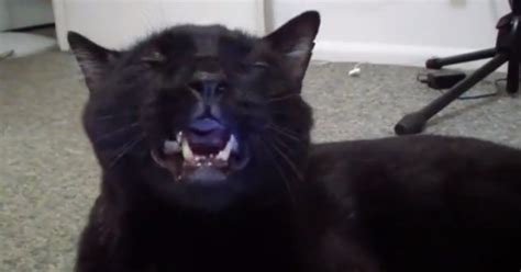 Talking Cat Hates Kittens (VIDEO)