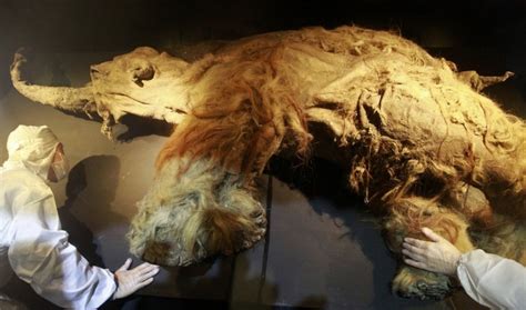 Extinct woolly mammoth to be resurrected in 2 years by Harvard ...