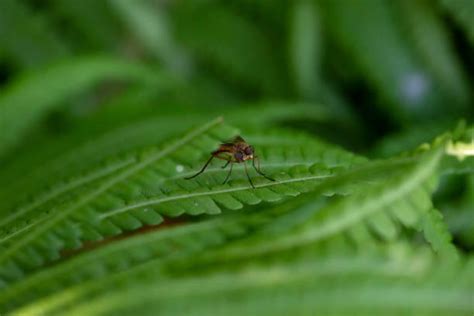 220+ Mosquito Fern Stock Photos, Pictures & Royalty-Free Images - iStock