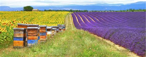 Lavender fields morning tour from Aix en Provence | musement