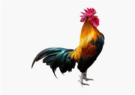 Rooster Transparent Background Png - Crowing Rooster, Png Download ...