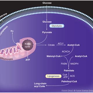 Fatty acid synthase inhibitors (A) Cerulenin. (B) C75. (C) Orlistat ...