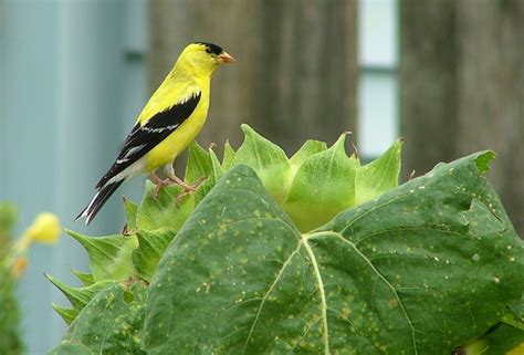 American Goldfinch - NestWatch