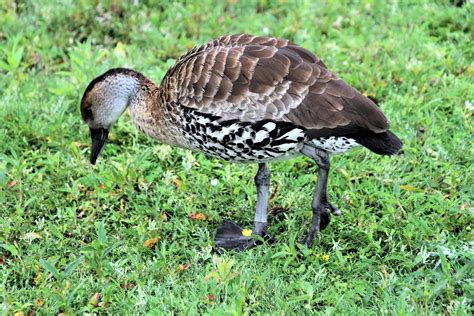 A view of a Whistling Duck 8735167 Stock Photo at Vecteezy