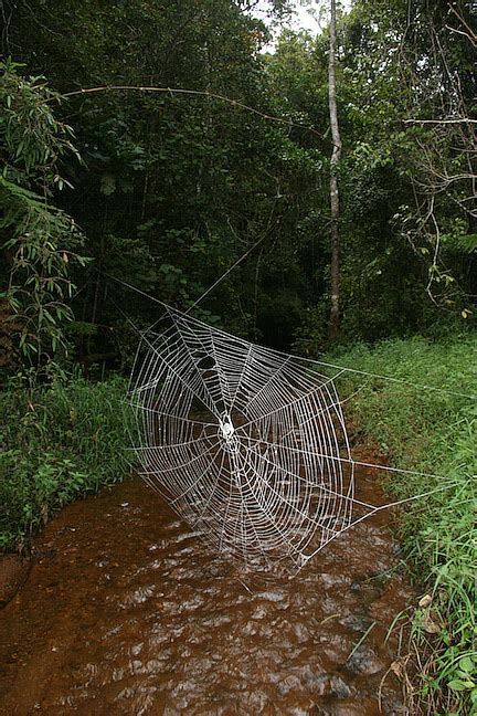 Proteins contributing to extremely tough Darwin’s bark spider silk | Nature Portfolio Ecology ...