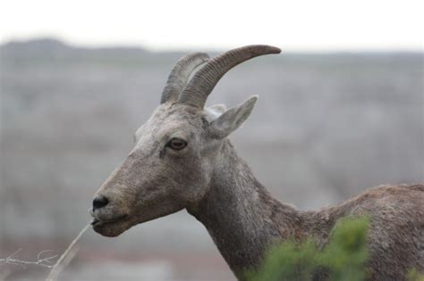 Wildlife in Badlands National Park: You Never Know What You'll Get