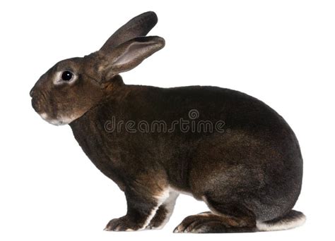 Castor Rex rabbit stock photo. Image of furry, ears, brown - 18258014