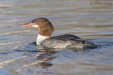 A Common Merganser And A Depth Of Field Issue « Feathered Photography