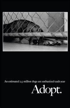 scott county animal shelter