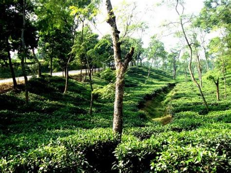 Bangladesh Historical Place: Tea Estate in Srimangal