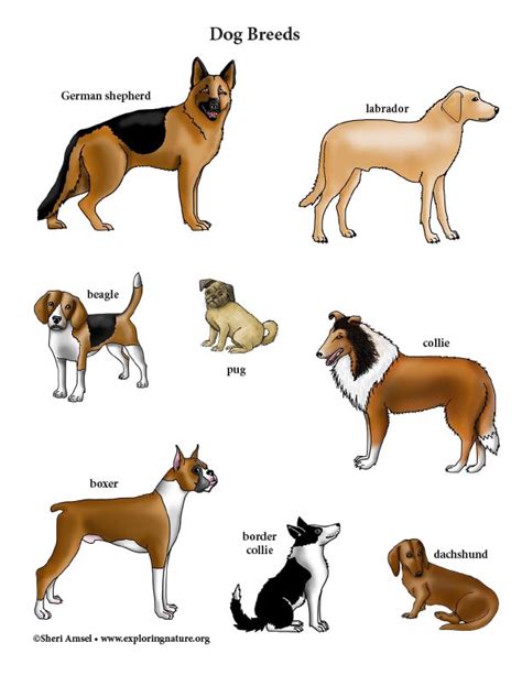 Print Dogs Poster Using Actual Examples Montessori Canada, 44% OFF