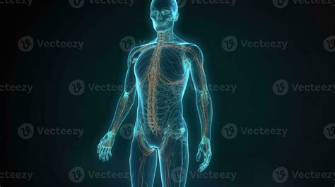 3d illustrated human body, AI Generative 28798016 Stock Photo at Vecteezy