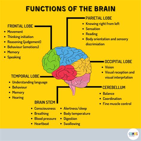 FUNCTIONS OF THE BRAIN ? – CAMHS Professionals