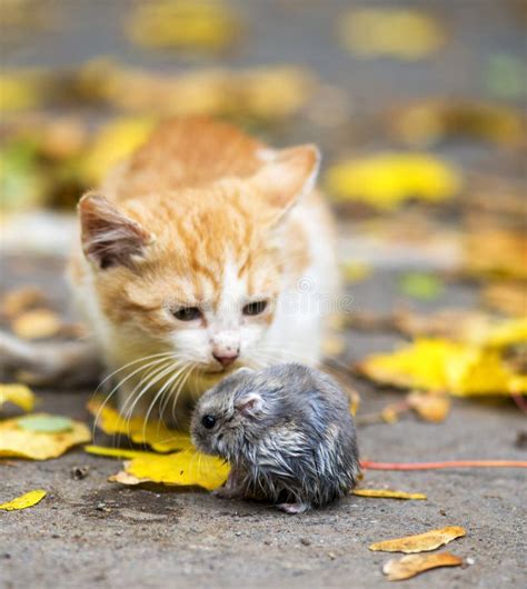 Cat Eating Mouse Stock Photos - Download 368 Royalty Free Photos