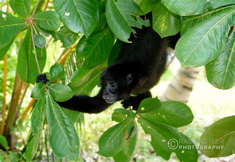 Panama Wildlife – Ramdas Iyer Photography