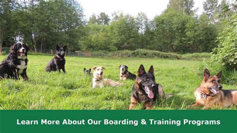 Dog Boarding and Training Seattle - YouTube