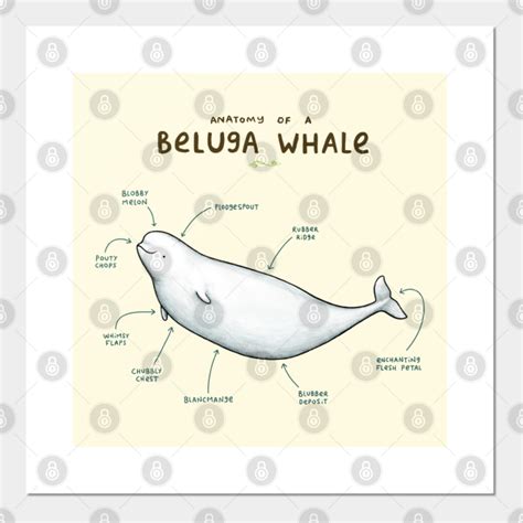 Anatomy of a Beluga Whale - Beluga Whale - Posters and Art Prints ...