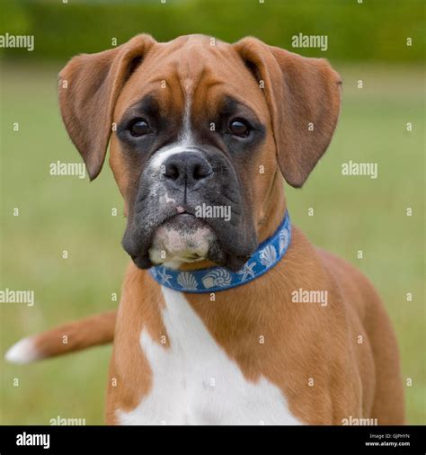 boxer, puppy, undocked, natural tail, natural ears Stock Photo - Alamy