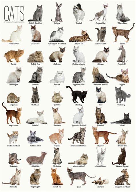 Cat Breed Tier List (Community Rankings) - TierMaker