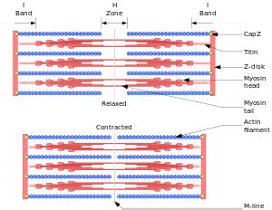 Sarcomere - Wikipedia