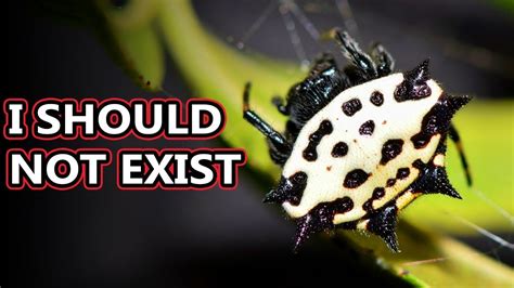 Spiny Orb Weaver facts: the Spikey Spiders | Animal Fact Files - YouTube