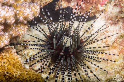Urchin Sea Spines- How to deal with them | Seaunseen