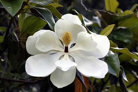 The Magnolia State State Nickname | State Symbols USA