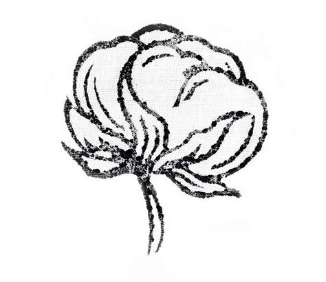 Cotton Plant Drawing | Free download on ClipArtMag