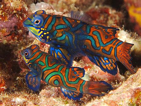 Mandarin Fish - MY PETS