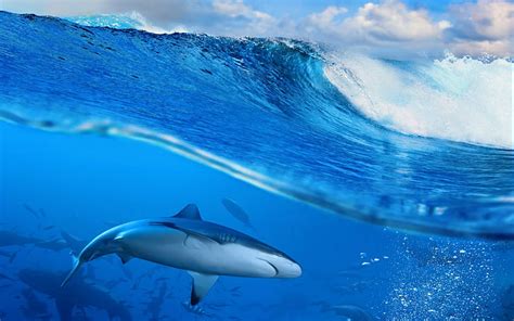 HD wallpaper: Shark in blue sea, white and blue shark, ocean, wave, sky, Splash | Wallpaper Flare