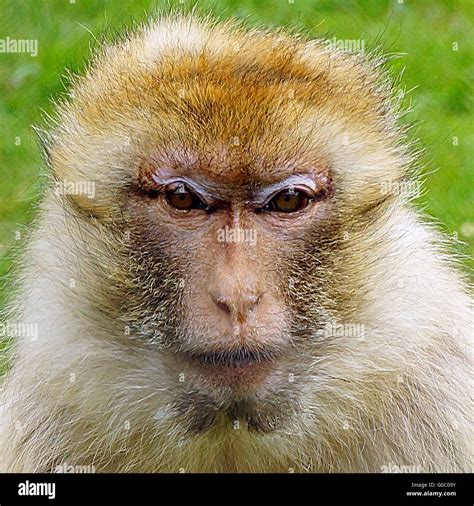 Barbary macaques macaca sylvanus barbary hi-res stock photography and images - Alamy