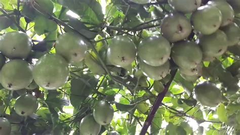 Passion Fruit Garden - Plant Collection - YouTube