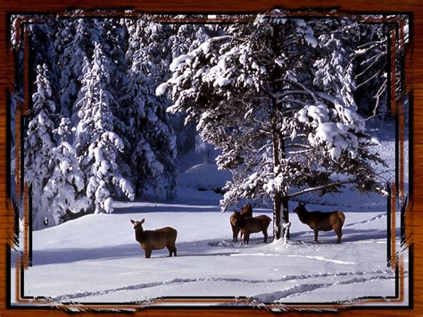 🔥 [44+] Winter in Yellowstone Wallpapers | WallpaperSafari