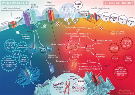 Overview of CFTR Modulators and Gene Therapy | IntechOpen