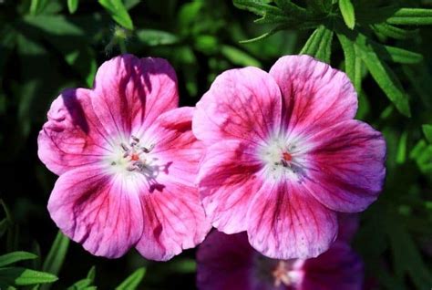 15 Pink Geranium Varieties For Your Garden (Pictures Inside) - Conserve Energy Future