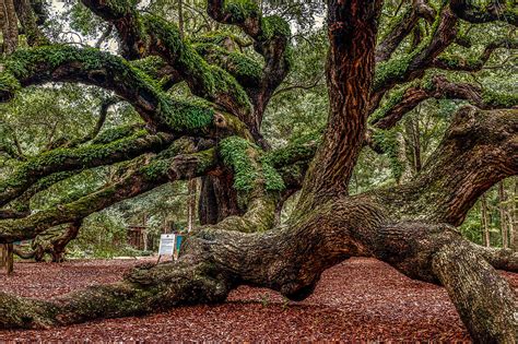 Angel Oak Photograph by Doug Long - Pixels