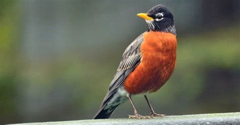 Meet The American Robin: The Bird That Lays Blue Eggs - A-Z Animals