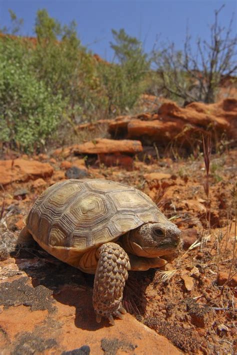 Mojave Desert Tortoise (Gopherus agassizii) is a federally protected species in the U.S. Red ...