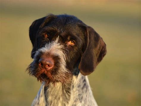 German Roughhaired Pointer Shedding A Lot