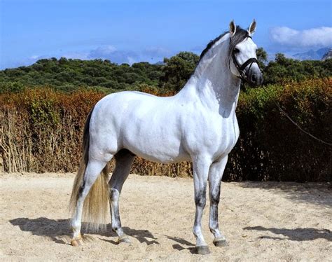 Caballo andaluz precio - Imagui