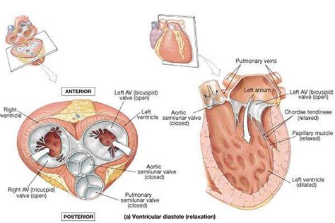 Pictures Of Chordae Tendineae