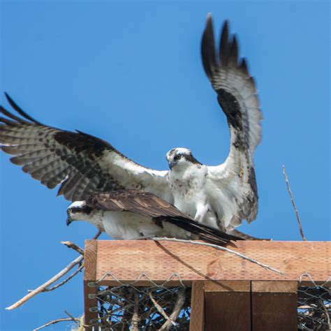 Osprey Nesting Platform Install - Wintu Audubon Society