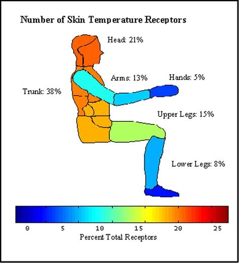 Skin Temperature Receptors – Open Water Chicago