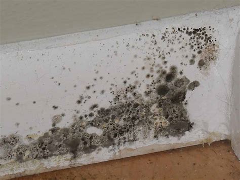 home - What is a permanent solution for black mold? - Lifehacks Stack Exchange