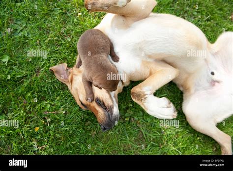 Puppy playing with adult dog Stock Photo - Alamy